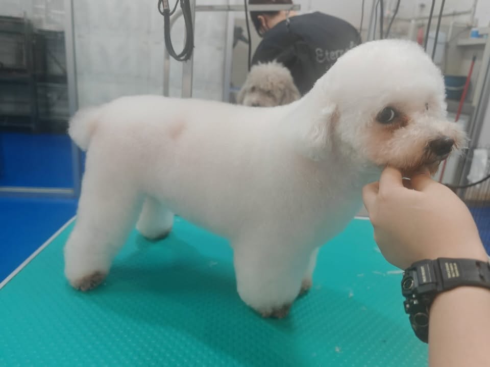 Eternabii Pet House 8